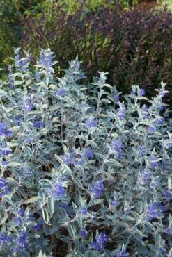 Caryopteris (Caryopteris X Clandonensis 'Sterling Silver') 10 Caryopteris (Caryopteris X Clandonensis 'Sterling Silver') -OL Planten Winkel caryopteris sterling silver 02 middel