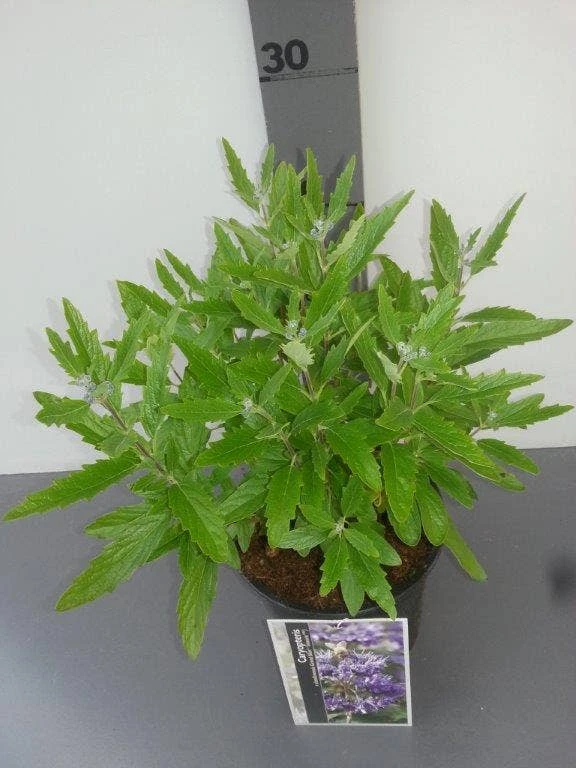 Caryopteris (Caryopteris Clandonensis 'Grand Blue') 10 Caryopteris (Caryopteris Clandonensis 'Grand Blue') - Afbeelding 8