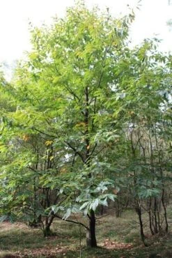 Tamme Kastanje (Castanea Sativa) -OL Planten Winkel castanea sativa tamme kastanje 1