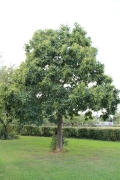 Tamme Kastanje (Castanea Sativa) -OL Planten Winkel castanea sativa tamme kastanje 2