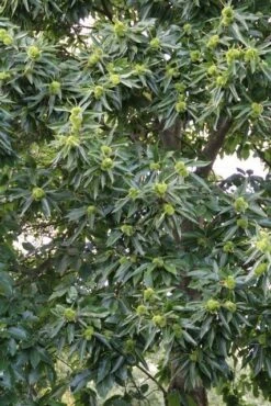 Tamme Kastanje (Castanea Sativa) -OL Planten Winkel castanea sativa tamme kastanje 3