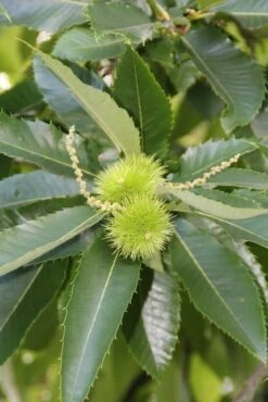 Tamme Kastanje (Castanea Sativa) -OL Planten Winkel castanea sativa tamme kastanje 4