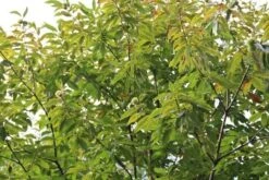 Tamme Kastanje (Castanea Sativa) -OL Planten Winkel castanea sativa tamme kastanje 5