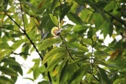 Tamme Kastanje (Castanea Sativa) -OL Planten Winkel castanea sativa tamme kastanje 6