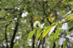 Tamme Kastanje (Castanea Sativa) -OL Planten Winkel castanea sativa tamme kastanje 7