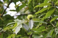 Tamme Kastanje (Castanea Sativa) -OL Planten Winkel castanea sativa tamme kastanje 9
