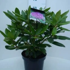 Rhododendron (Rhododendron Catawbiense 'Boursault') -OL Planten Winkel cat. boursalt c5 voor