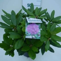 Rhododendron (Rhododendron Catawbiense 'Boursault') -OL Planten Winkel cat. boursalt c5 zij 2