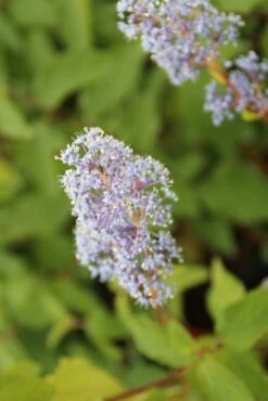 Amerikaanse Sering (Ceanothus 'Gloire De Versailles') 21 Amerikaanse Sering (Ceanothus 'Gloire De Versailles') -OL Planten Winkel ceanothus delilianus gloire de versailles 1