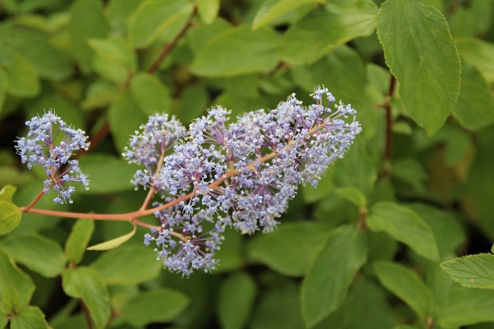 Amerikaanse Sering (Ceanothus 'Gloire De Versailles') 4 Amerikaanse Sering (Ceanothus 'Gloire De Versailles') - Afbeelding 2
