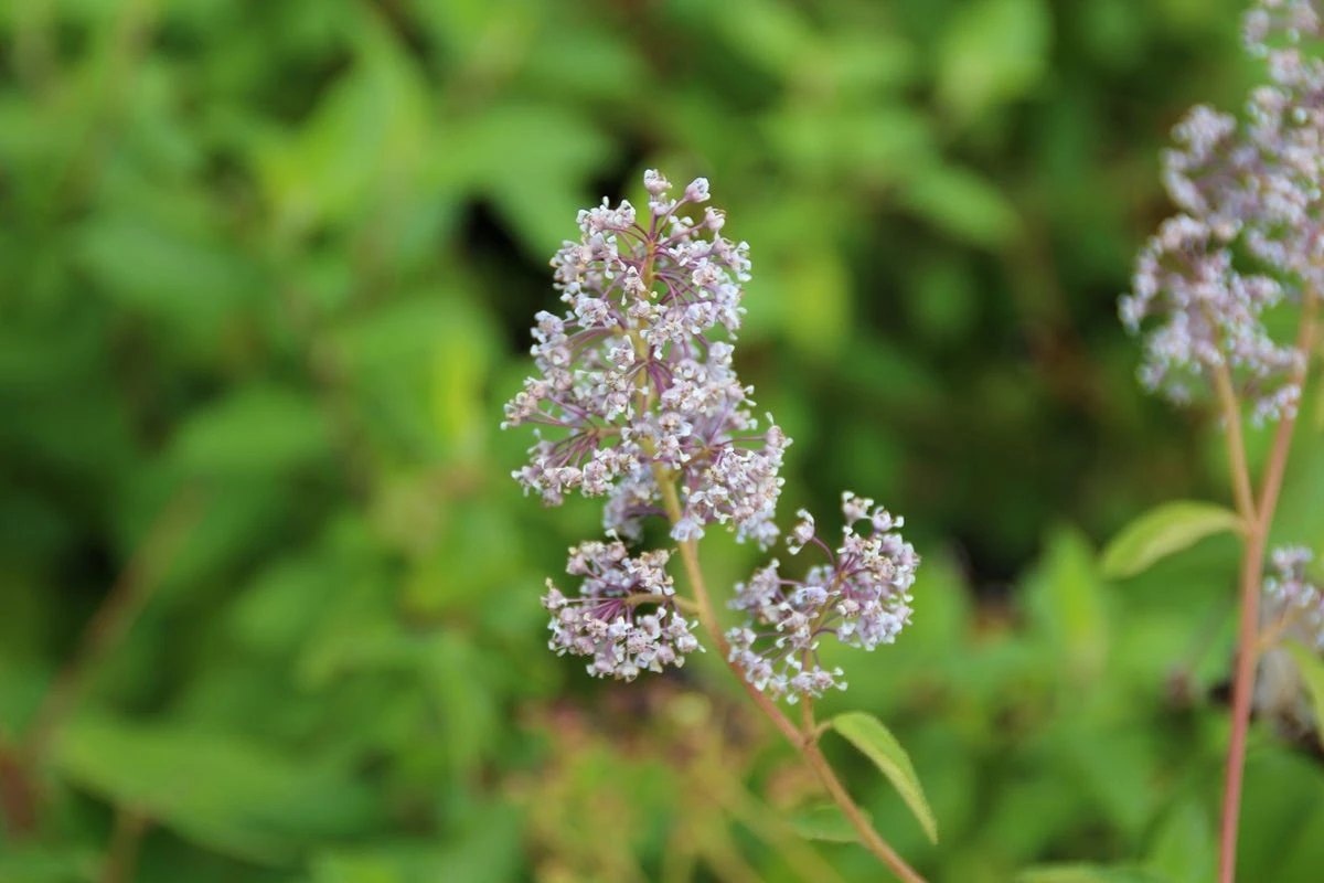 Amerikaanse Sering (Ceanothus 'Gloire De Versailles') 13 Amerikaanse Sering (Ceanothus 'Gloire De Versailles') - Afbeelding 11
