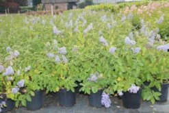 Amerikaanse Sering (Ceanothus 'Gloire De Versailles') 20 Amerikaanse Sering (Ceanothus 'Gloire De Versailles') -OL Planten Winkel ceanothus delilianus gloire de versailles 3