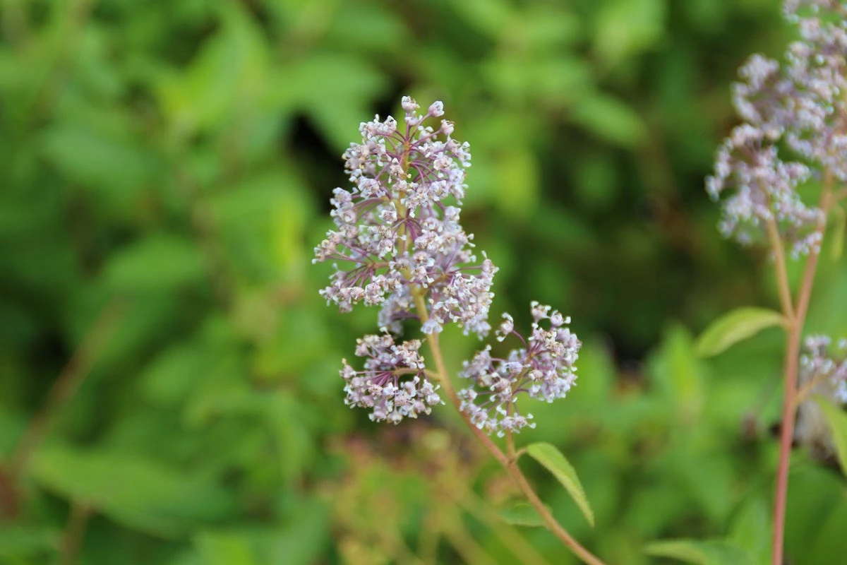 Amerikaanse Sering (Ceanothus 'Gloire De Versailles') 14 Amerikaanse Sering (Ceanothus 'Gloire De Versailles') - Afbeelding 12