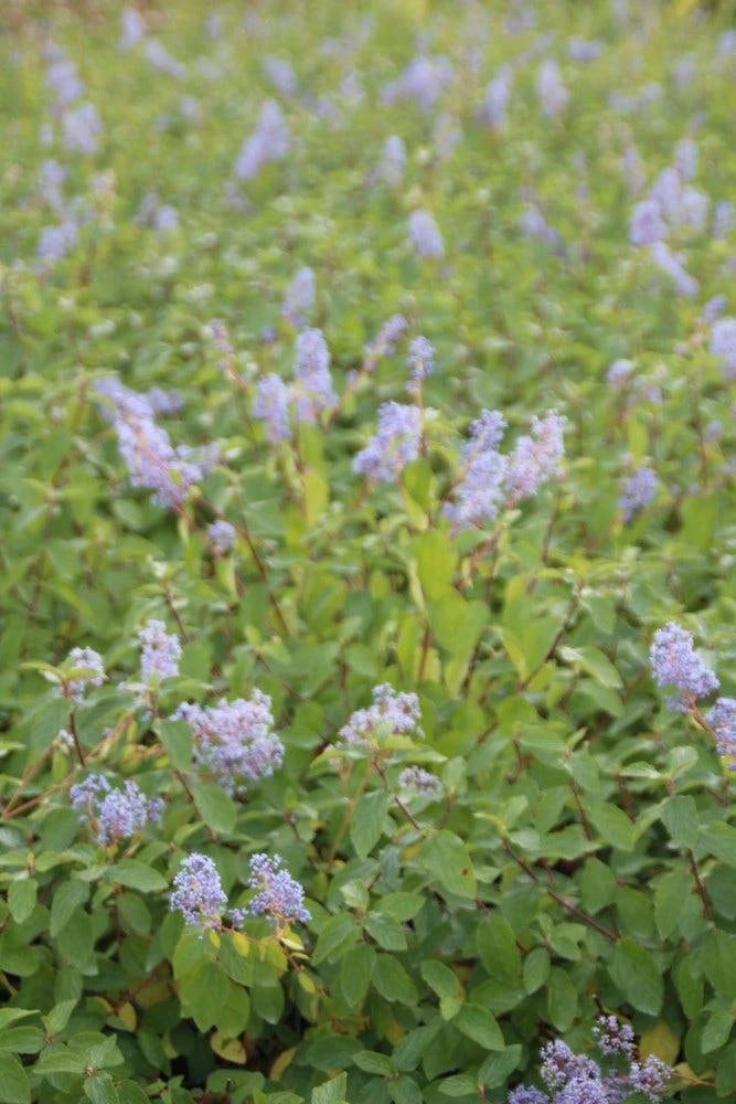 Amerikaanse Sering (Ceanothus 'Gloire De Versailles') 6 Amerikaanse Sering (Ceanothus 'Gloire De Versailles') - Afbeelding 4