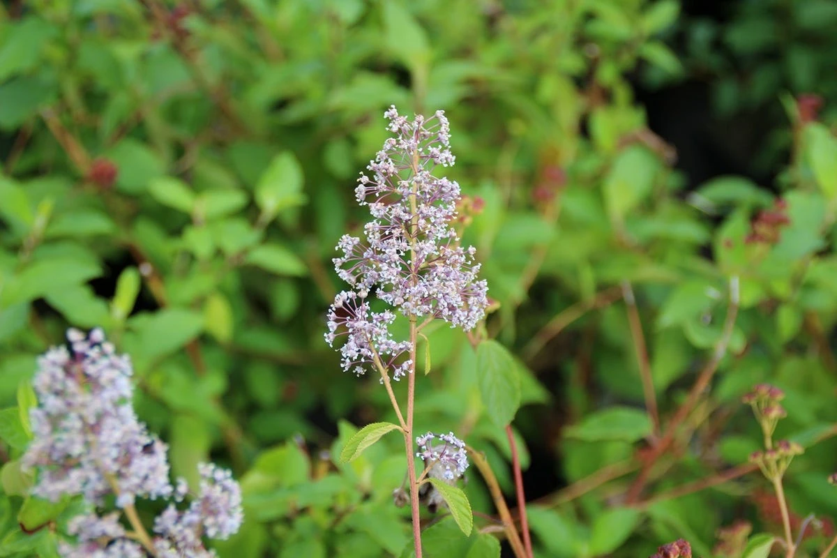 Amerikaanse Sering (Ceanothus 'Gloire De Versailles') 15 Amerikaanse Sering (Ceanothus 'Gloire De Versailles') - Afbeelding 13