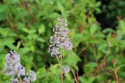 Amerikaanse Sering (Ceanothus 'Gloire De Versailles') 29 Amerikaanse Sering (Ceanothus 'Gloire De Versailles') -OL Planten Winkel ceanothus delilianus gloire de versailles 5