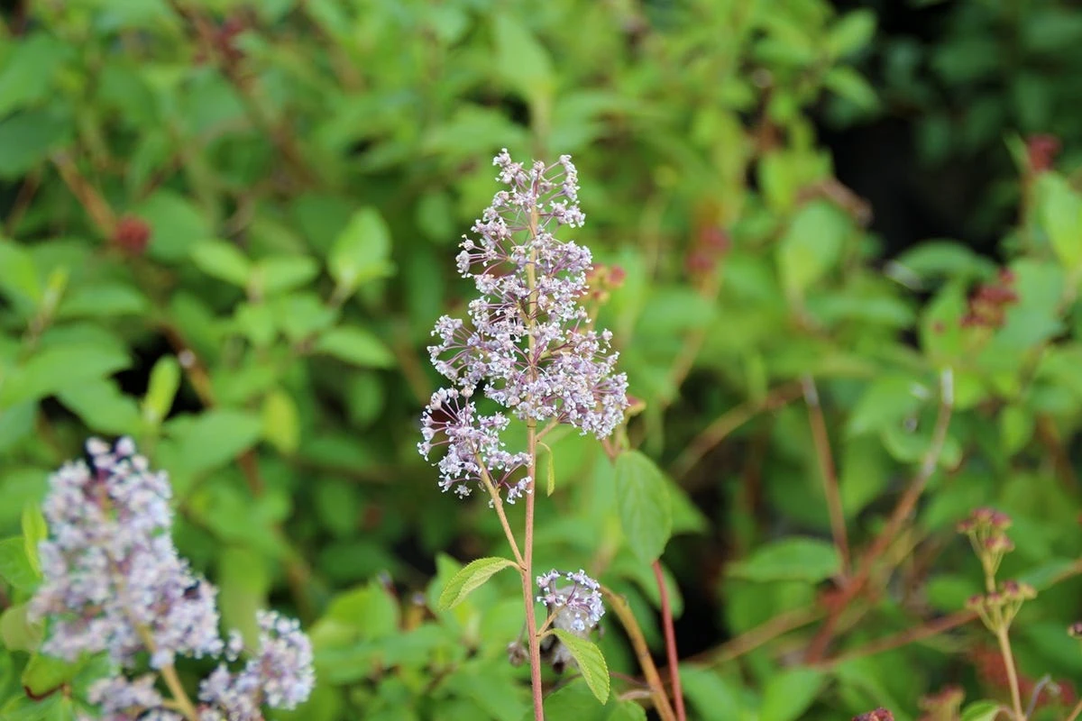Amerikaanse Sering (Ceanothus 'Gloire De Versailles') 16 Amerikaanse Sering (Ceanothus 'Gloire De Versailles') - Afbeelding 14