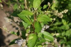 Amerikaanse Sering (Ceanothus 'Gloire De Versailles') 22 Amerikaanse Sering (Ceanothus 'Gloire De Versailles') -OL Planten Winkel ceanothus gloire de versaille