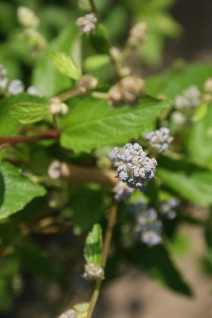 Amerikaanse Sering (Ceanothus 'Gloire De Versailles') 10 Amerikaanse Sering (Ceanothus 'Gloire De Versailles') - Afbeelding 8