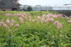 Amerikaanse Sering (Ceanothus 'Marie Simon') 16 Amerikaanse Sering (Ceanothus 'Marie Simon') -OL Planten Winkel ceanothus marie simon 1