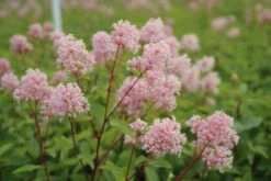 Amerikaanse Sering (Ceanothus 'Marie Simon') 15 Amerikaanse Sering (Ceanothus 'Marie Simon') -OL Planten Winkel ceanothus marie simon 3