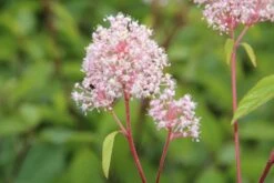Amerikaanse Sering (Ceanothus 'Marie Simon') 14 Amerikaanse Sering (Ceanothus 'Marie Simon') -OL Planten Winkel ceanothus marie simon 4