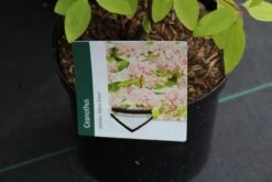 Amerikaanse Sering (Ceanothus 'Marie Simon') 21 Amerikaanse Sering (Ceanothus 'Marie Simon') -OL Planten Winkel ceanothus pallidus marie simon