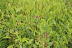 Amerikaanse Sering (Ceanothus 'Marie Simon') 18 Amerikaanse Sering (Ceanothus 'Marie Simon') -OL Planten Winkel ceanothus pallidus marie simon 2