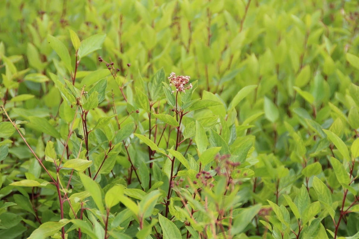 Amerikaanse Sering (Ceanothus 'Marie Simon') 10 Amerikaanse Sering (Ceanothus 'Marie Simon') - Afbeelding 8