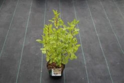 Amerikaanse Sering (Ceanothus 'Marie Simon') 17 Amerikaanse Sering (Ceanothus 'Marie Simon') -OL Planten Winkel ceanothus pallidus marie simon 4