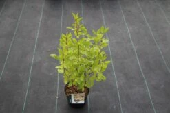 Amerikaanse Sering (Ceanothus 'Marie Simon') 20 Amerikaanse Sering (Ceanothus 'Marie Simon') -OL Planten Winkel ceanothus pallidus marie simon 5