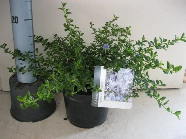 Amerikaanse Sering (Ceanothus Thyrsiflorus 'Repens') 5 Amerikaanse Sering (Ceanothus Thyrsiflorus 'Repens') - Afbeelding 3