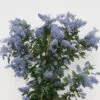 Amerikaanse Sering (Ceanothus Arboreus 'Trewithen Blue') -OL Planten Winkel ceanothus thyrs. trewithen blue week 16 website 1600x1200