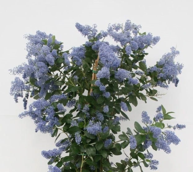 Amerikaanse Sering (Ceanothus Arboreus 'Trewithen Blue') 3 Amerikaanse Sering (Ceanothus Arboreus 'Trewithen Blue')