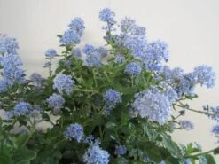 Amerikaanse Sering (Ceanothus Thyrsiflorus 'Repens') -OL Planten Winkel ceanothus thyrsiflorus repens c5 juni 1 1