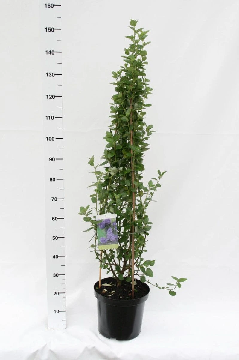 Amerikaanse Sering (Ceanothus Arboreus 'Trewithen Blue') 4 Amerikaanse Sering (Ceanothus Arboreus 'Trewithen Blue') - Afbeelding 2