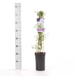 Amerikaanse Sering (Ceanothus Thyrsiflorus 'Repens') -OL Planten Winkel ceanothus thyrsiflorus var. repens 1