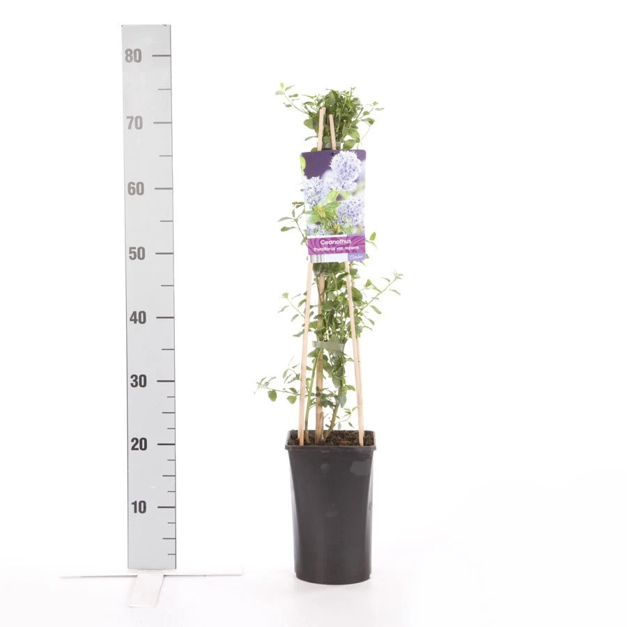 Amerikaanse Sering (Ceanothus Thyrsiflorus 'Repens') 7 Amerikaanse Sering (Ceanothus Thyrsiflorus 'Repens') - Afbeelding 5
