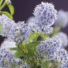 Amerikaanse Sering (Ceanothus Thyrsiflorus 'Repens') -OL Planten Winkel ceanothus thyrsiflorus var. repens 2