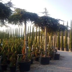 Ceder Als Dakboom (Cedrus Deodara 'Pendula') -OL Planten Winkel cedrus deodara dak