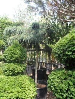 Ceder Als Boom (Cedrus Deodara 'Feelin Blue') -OL Planten Winkel cedrus deodara feelin blue 20 25ho 1