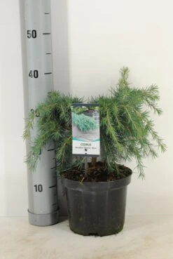 Ceder (Cedrus Deodara 'Feelin Blue') -OL Planten Winkel cedrus deodara feelin blue c3 m 1 1 1