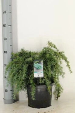 Ceder (Cedrus Deodara 'Feelin Blue') -OL Planten Winkel cedrus deodara feelin blue c5 m 1