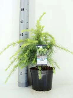 Ceder (Cedrus Deodara 'Golden Horizon') -OL Planten Winkel cedrus deodara golden horizon c3 m