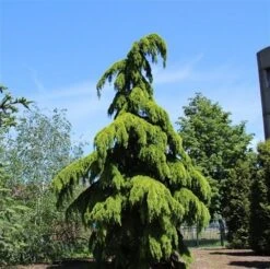 Treurceder (Cedrus Deodara 'Pendula') -OL Planten Winkel cedrus deodara pendula