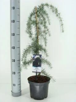 Treurceder (Cedrus Deodara 'Pendula') -OL Planten Winkel cedrus deodara pendula c3 m 1