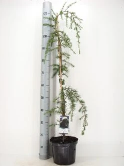 Treurceder (Cedrus Deodara 'Pendula') -OL Planten Winkel cedrus deodara pendula c5 m 1
