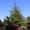 Libanonceder (Cedrus Libani) 2 Libanonceder (Cedrus Libani) -OL Planten Winkel cedrus libani 1