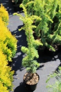 Atlasceder (Cedrus Libani 'Atlantica Aurea') -OL Planten Winkel cedrus libani atlantica aurea
