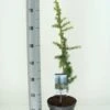 Atlasceder (Cedrus Libani 'Atlantica Aurea') -OL Planten Winkel cedrus libani atlantica aurea c3 m